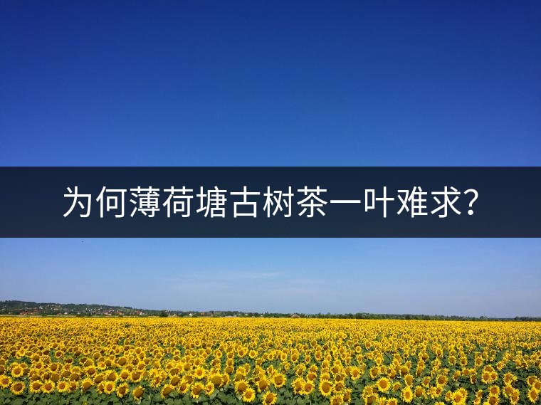 為何薄荷塘古樹茶一葉難求？