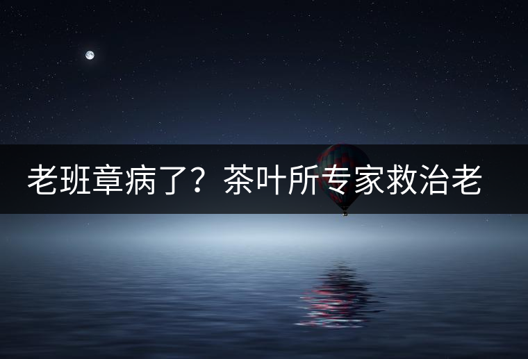 老班章病了？茶葉所專家救治老班章古茶樹