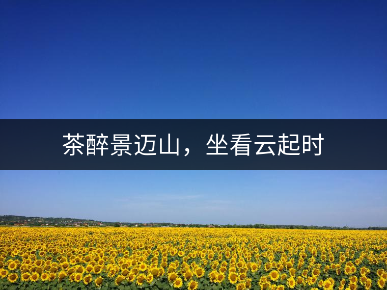 茶醉景邁山，坐看云起時(shí)