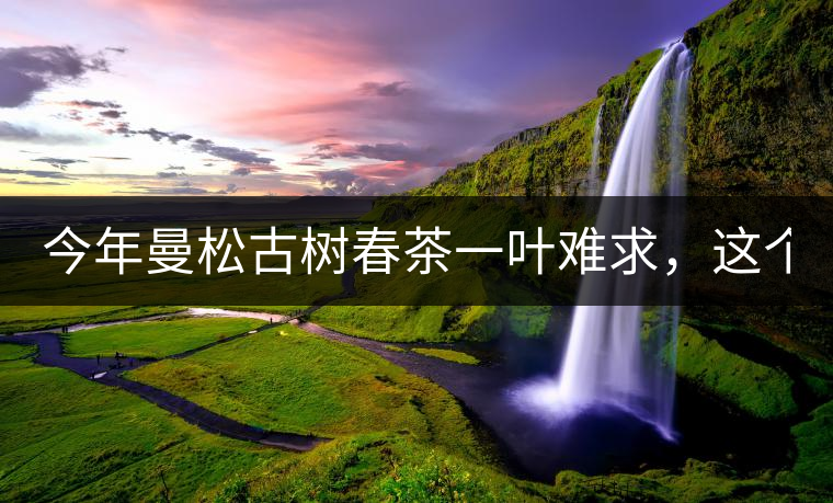 今年曼松古樹春茶一葉難求，這個鍋真不該茶商背!