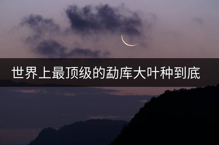 世界上最頂級(jí)的勐庫大葉種到底是什么？這篇文章講透了