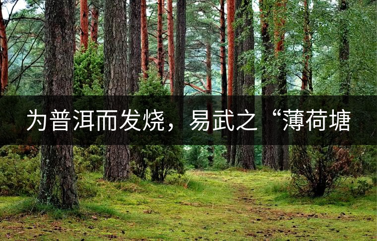 為普洱而發(fā)燒，易武之“薄荷塘