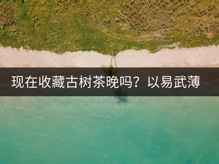 現(xiàn)在收藏古樹茶晚嗎？以易武薄荷塘古樹茶為例