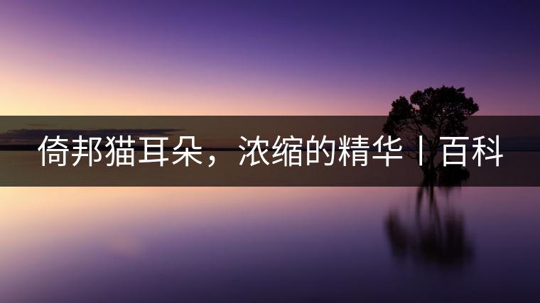 倚邦貓耳朵，濃縮的精華丨百科