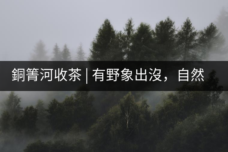 銅箐河收茶 | 有野象出沒，自然是好茶