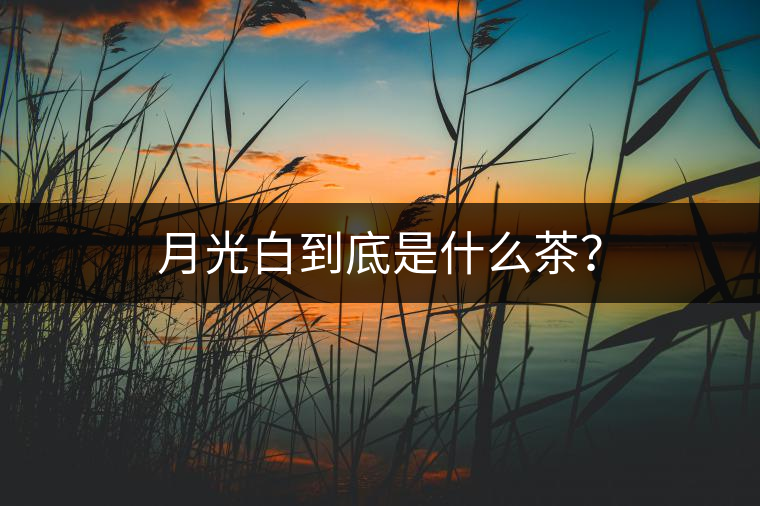 月光白到底是什么茶？