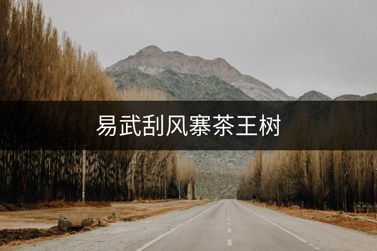 易武刮風(fēng)寨茶王樹(shù)