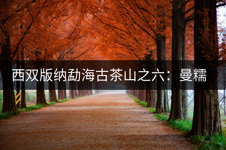 西雙版納勐海古茶山之六：曼糯古茶山