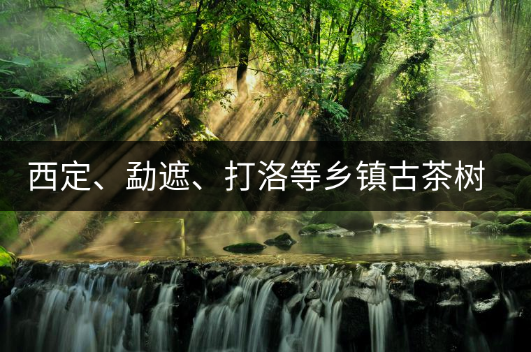 西定、勐遮、打洛等鄉(xiāng)鎮(zhèn)古茶樹資源