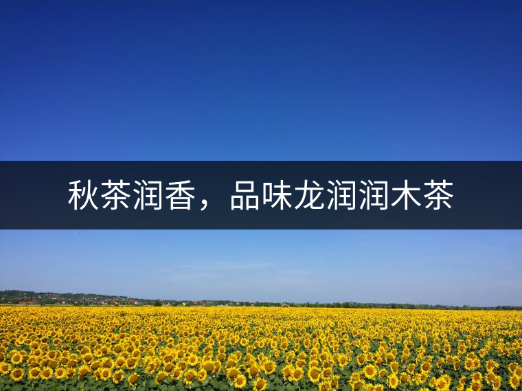 秋茶潤香，品味龍潤潤木茶