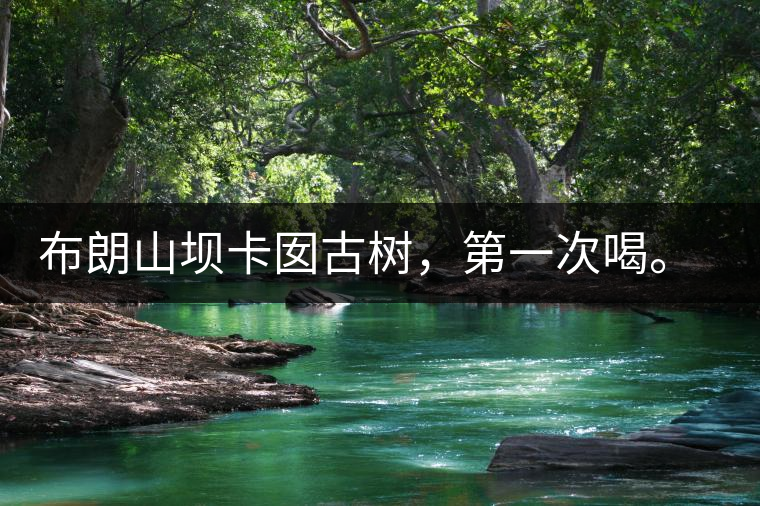 布朗山壩卡囡古樹，第一次喝。感覺不錯，這茶不苦