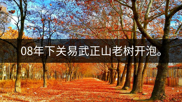 08年下關(guān)易武正山老樹開泡。