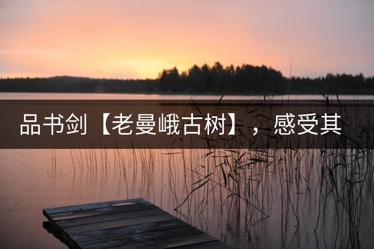 品書劍【老曼峨古樹】，感受其霸道苦韻