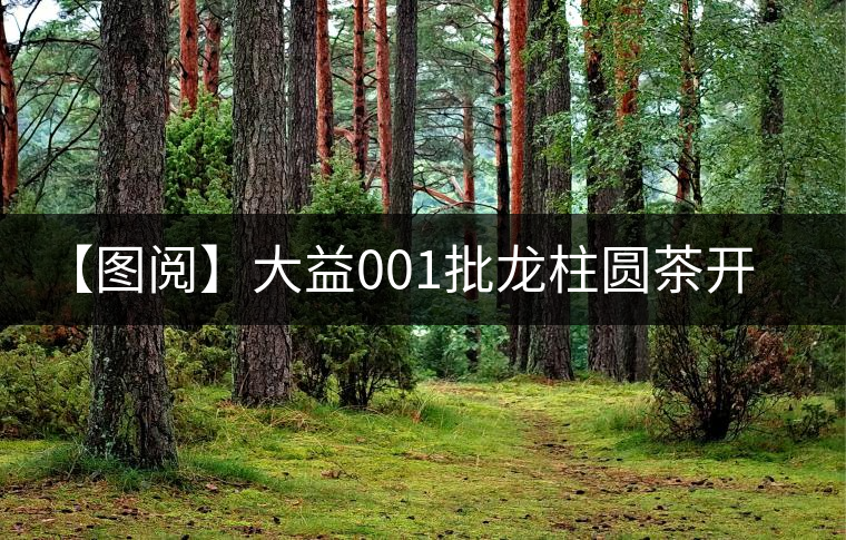 【圖閱】大益001批龍柱圓茶開湯