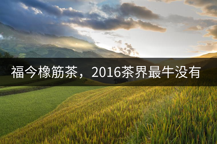 福今橡筋茶，2016茶界最牛沒有之一