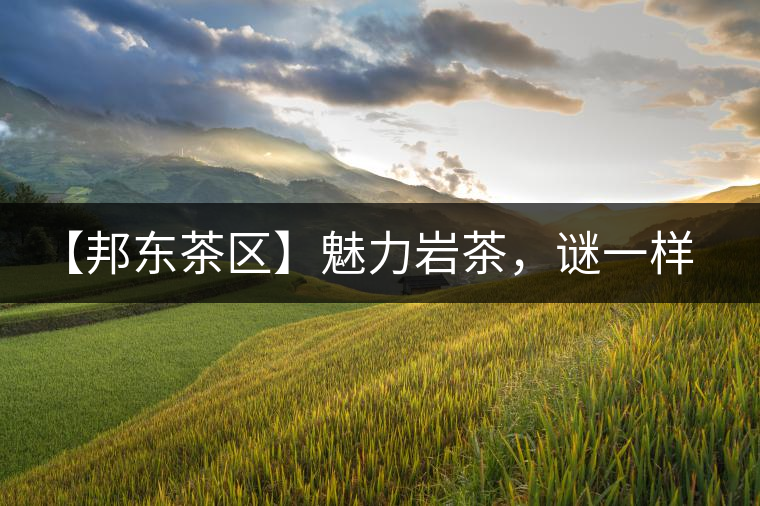 【邦東茶區(qū)】魅力巖茶，謎一樣的邦東！