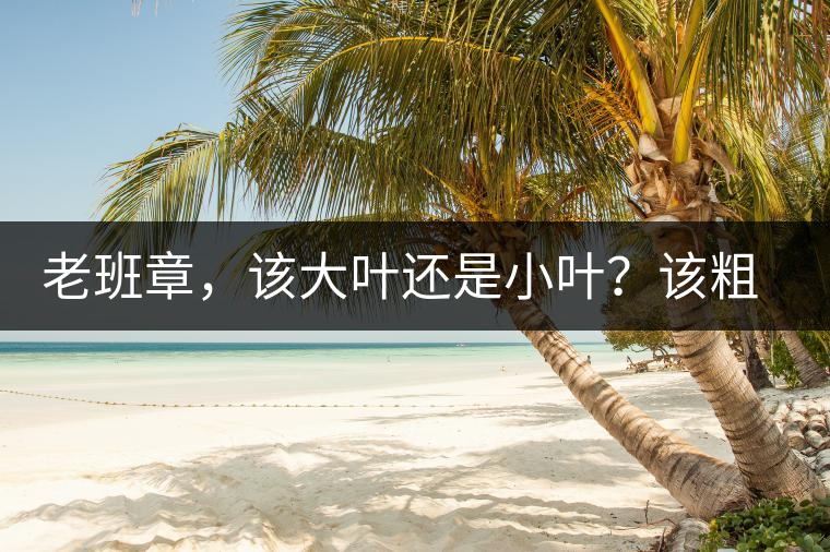 老班章，該大葉還是小葉？該粗老還是細嫩？