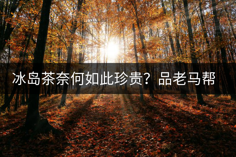 冰島茶奈何如此珍貴？品老馬幫之“冰島老寨”，答案在這里！