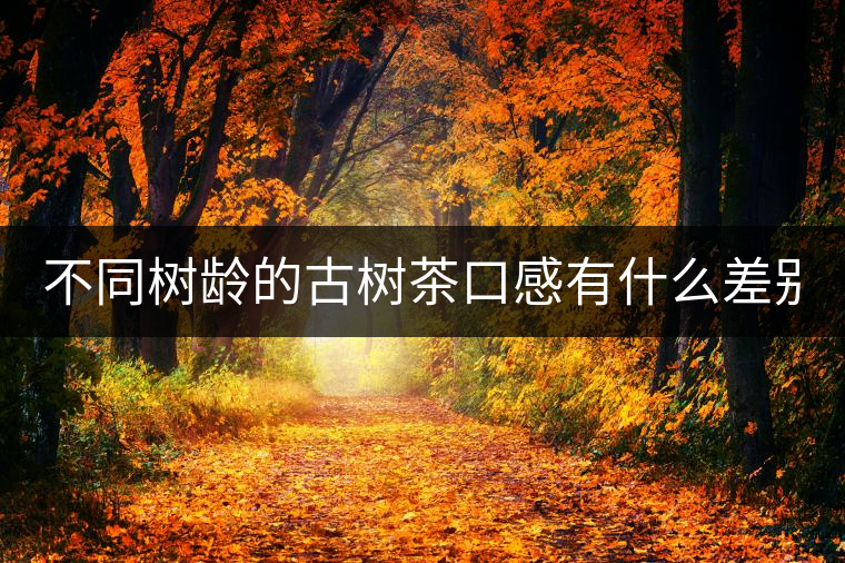 不同樹齡的古樹茶口感有什么差別？