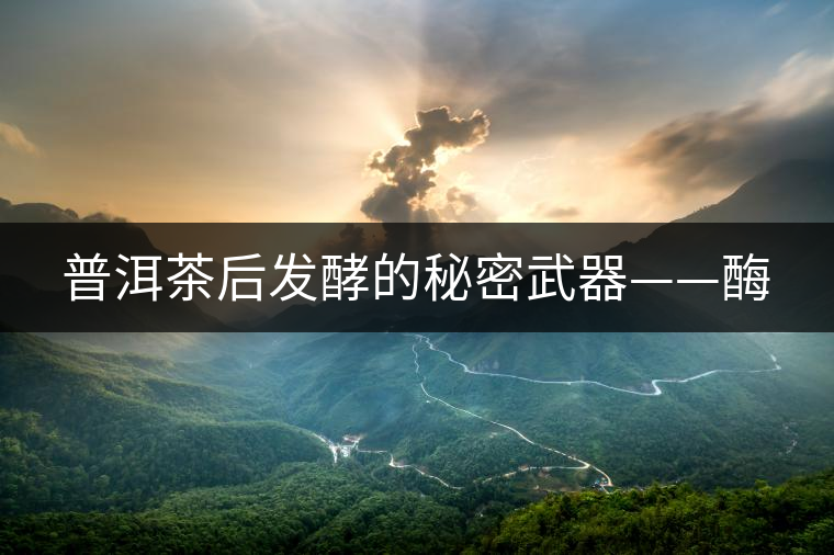 普洱茶后發(fā)酵的秘密武器——酶 普洱茶后發(fā)酵的秘密武器——酶