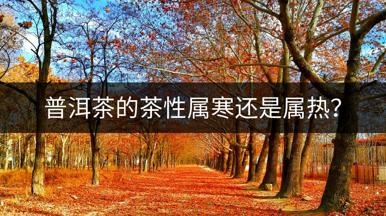 普洱茶的茶性屬寒還是屬熱？