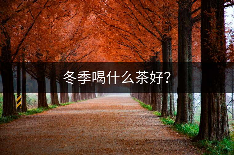 冬季喝什么茶好？