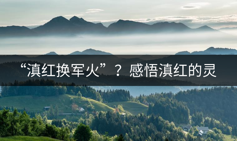 “滇紅換軍火”？感悟滇紅的靈與性！