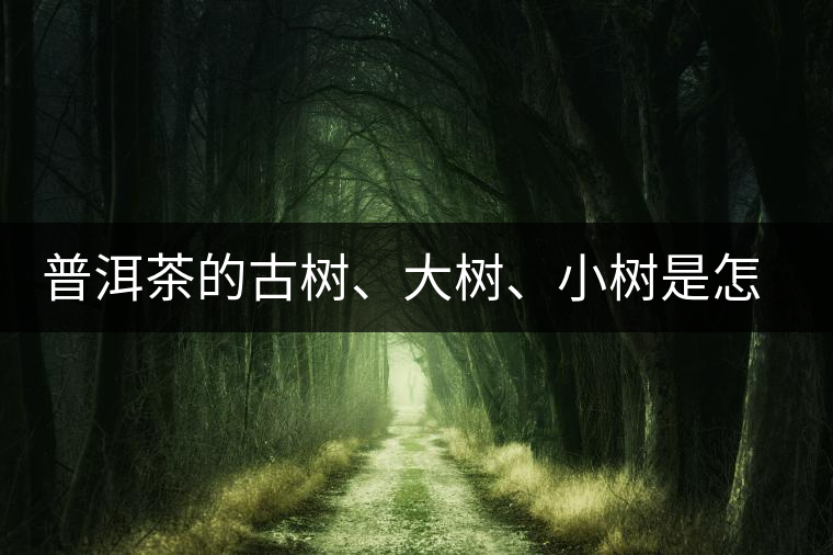 普洱茶的古樹、大樹、小樹是怎樣劃分的？