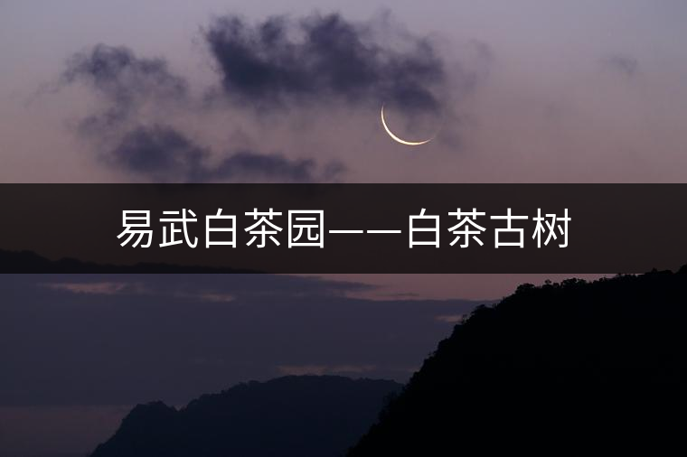 易武白茶園——白茶古樹(shù) 易武白茶園——白茶古樹(shù)