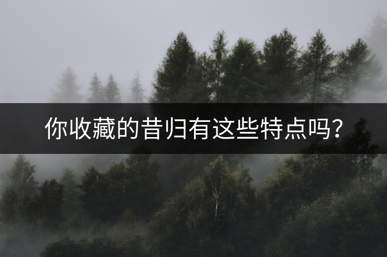 你收藏的昔歸有這些特點(diǎn)嗎？