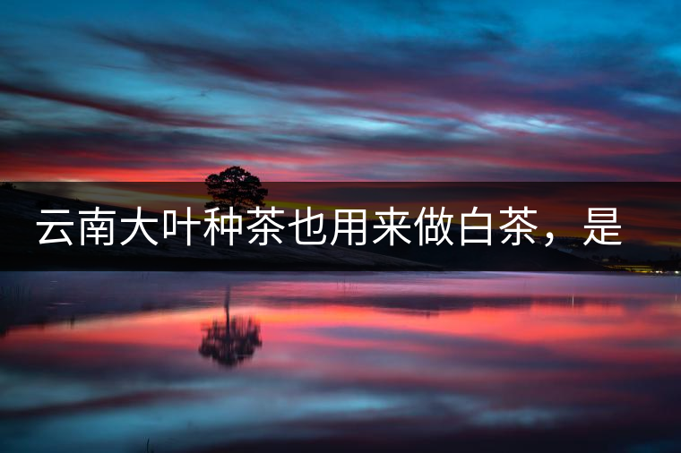 云南大葉種茶也用來做白茶，是真的好喝嗎？