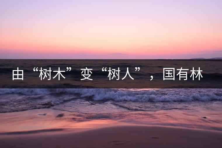 由“樹木”變“樹人”，國有林普洱茶為什么越來越受歡迎？