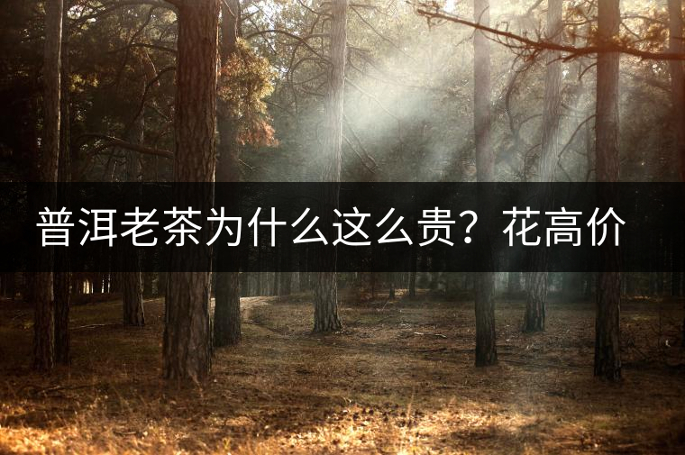 普洱老茶為什么這么貴？花高價(jià)買值嗎？