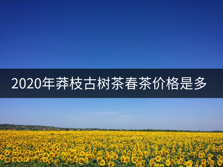 2020年莽枝古樹茶春茶價格是多少錢？
