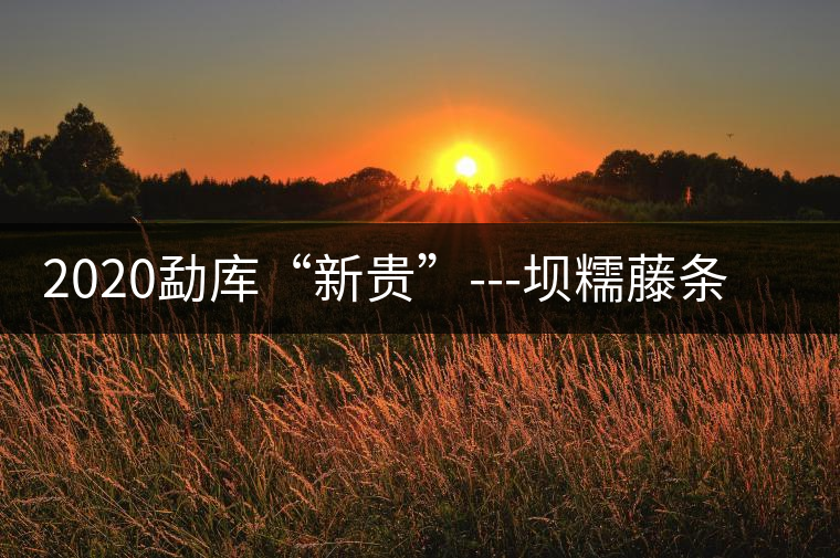 2020勐庫“新貴”---壩糯藤條茶，是如何一夜爆紅的？