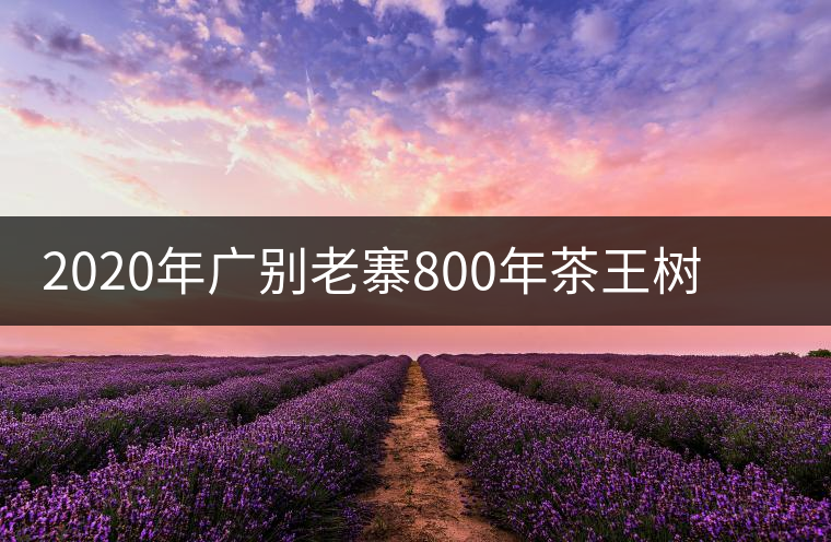 2020年廣別老寨800年茶王樹單株頭采實錄