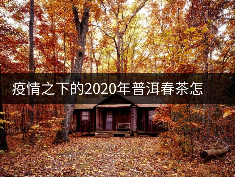 疫情之下的2020年普洱春茶怎么辦？春天會遲到，但一定會來