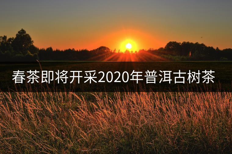 春茶即將開采2020年普洱古樹茶資源奉獻(xiàn)