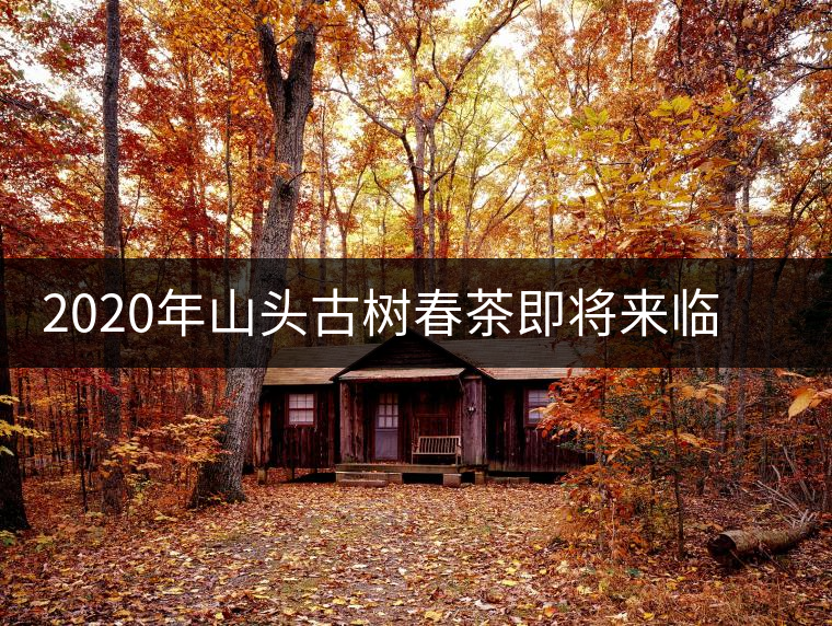 2020年山頭古樹春茶即將來臨，開啟山頭茶的既然是它
