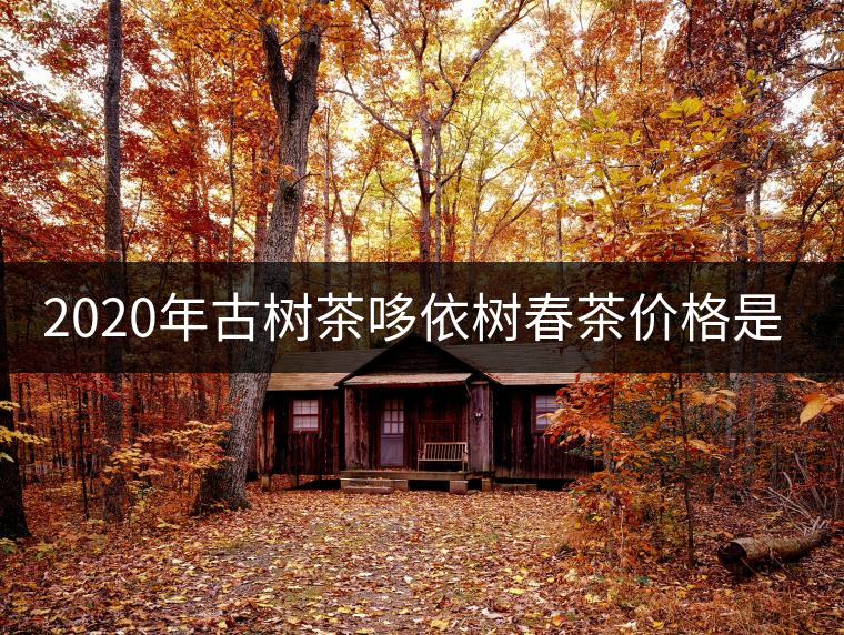 2020年古樹茶哆依樹春茶價格是多少？