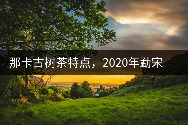 那卡古樹(shù)茶特點(diǎn)，2020年勐宋茶區(qū)保塘普洱茶口感
