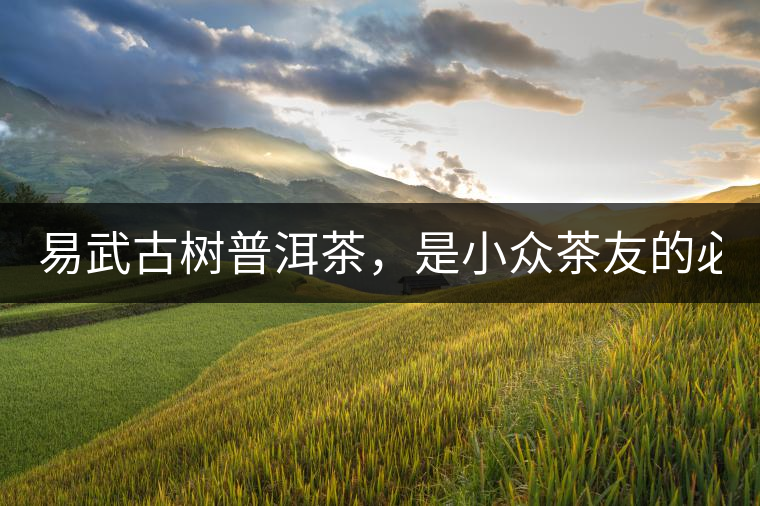 易武古樹普洱茶，是小眾茶友的必選？