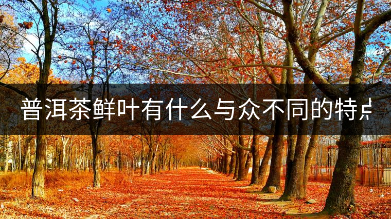 普洱茶鮮葉有什么與眾不同的特點？