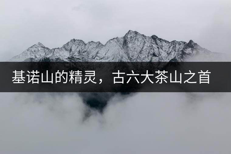 基諾山的精靈，古六大茶山之首武侯遺種攸樂古樹茶