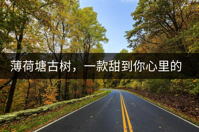 薄荷塘古樹(shù)，一款甜到你心里的普洱茶