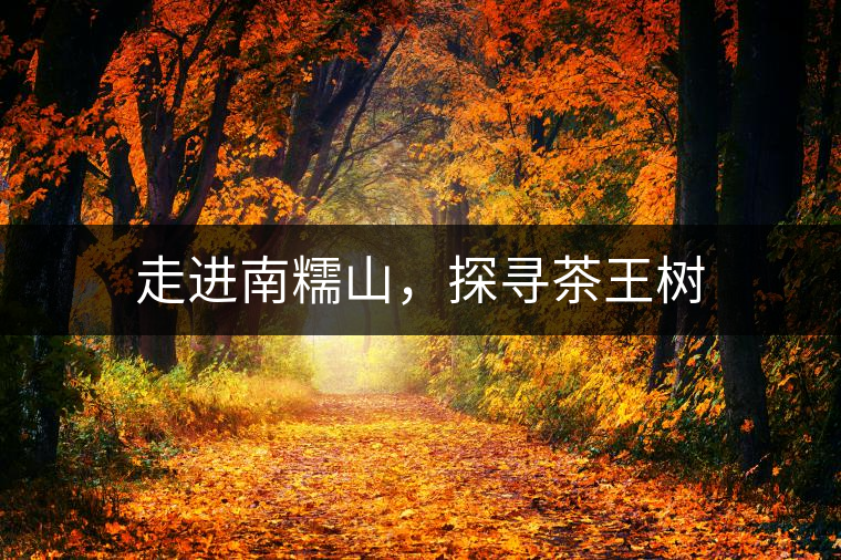 走進(jìn)南糯山，探尋茶王樹