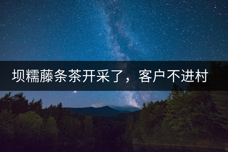 壩糯藤條茶開采了，客戶不進(jìn)村，村民怎么賣茶？