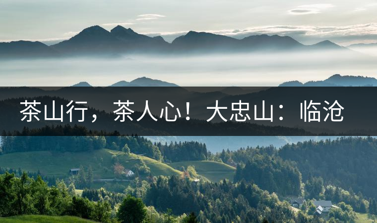 茶山行，茶人心！大忠山：臨滄之龍，雪山之熊