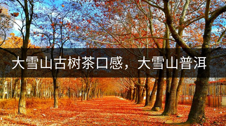 大雪山古樹茶口感，大雪山普洱茶價格
