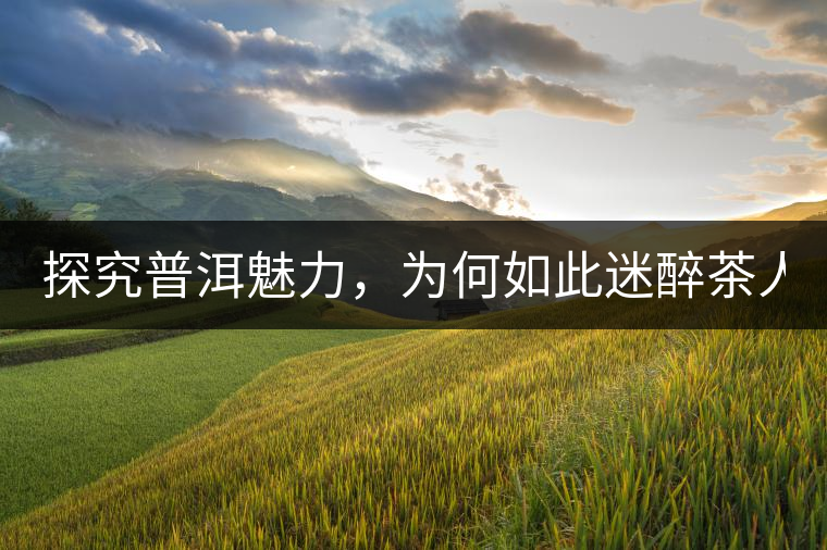 探究普洱魅力，為何如此迷醉茶人！